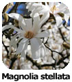 Magnolia stellata